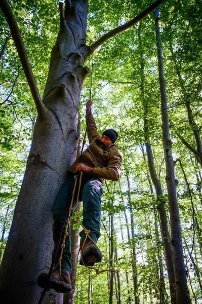 Mann klettert mit Seil an einem Baumstamm hoch